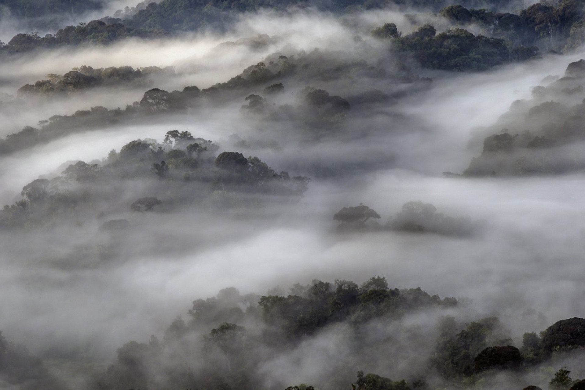 Mist lying across the forested slopes of the Virunga volcanoes, Rwanda