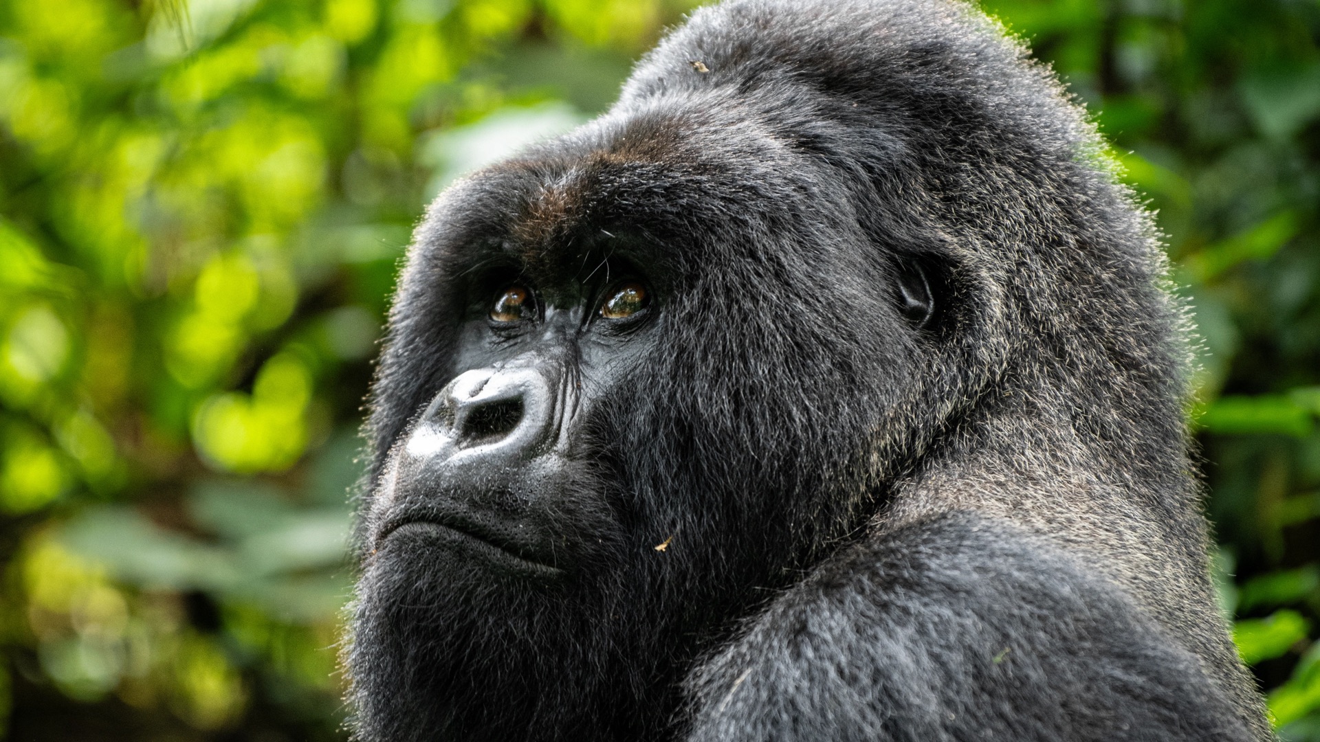 A mountain gorilla photographed close up in the forest, Volcanoes National Park, Rwanda